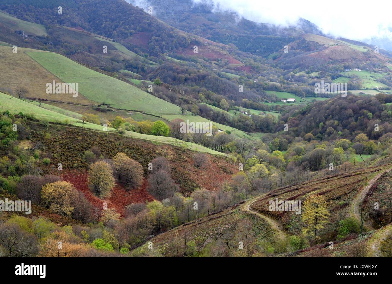 Baztan forest hi-res stock photography and images - Alamy