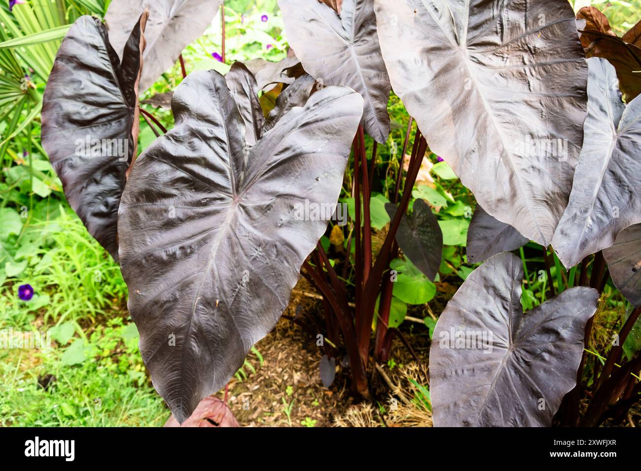 Large Elephant Ear Plants with Dark Leaves in a Lush Garden Setting ...
