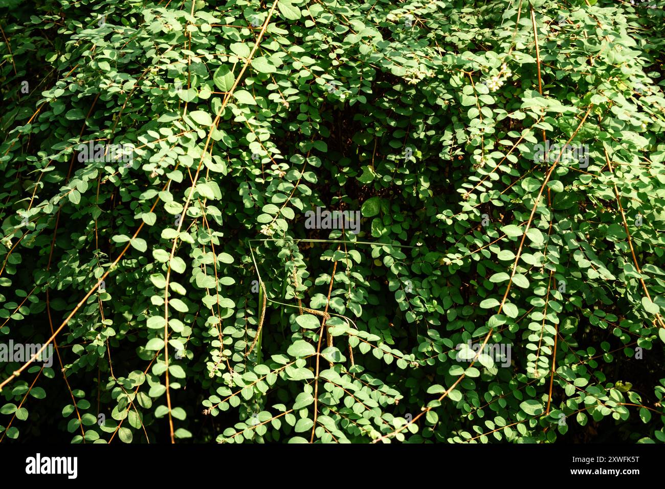 Lush green shrub abundant leaves hi-res stock photography and images ...