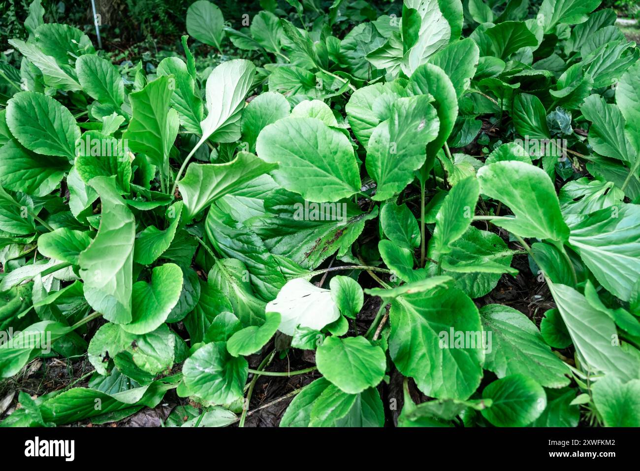 Lush green vegetation thriving hi-res stock photography and images - Alamy
