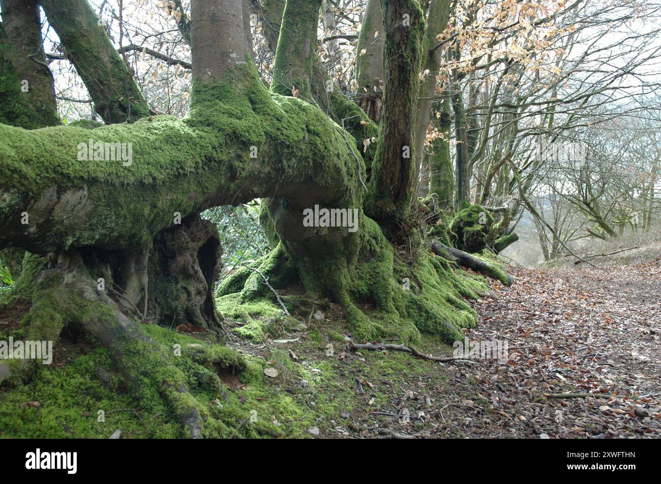 Beech hedge uk hi-res stock photography and images - Alamy