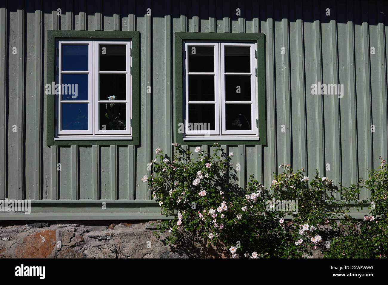 Green wooden house wall with windows and white rosebush Stock Photo