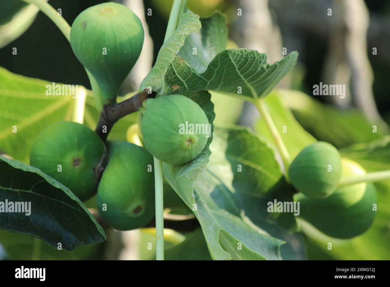 Green figs on a tree Stock Photo