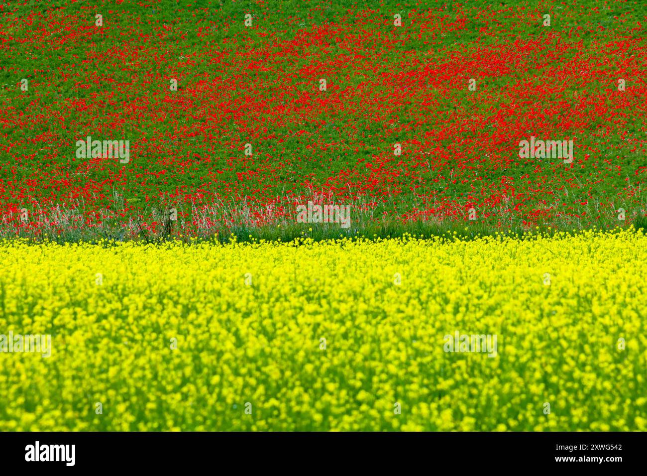 The colorful flowers on the Castelluccio di Norcia plateau in Umbria ...