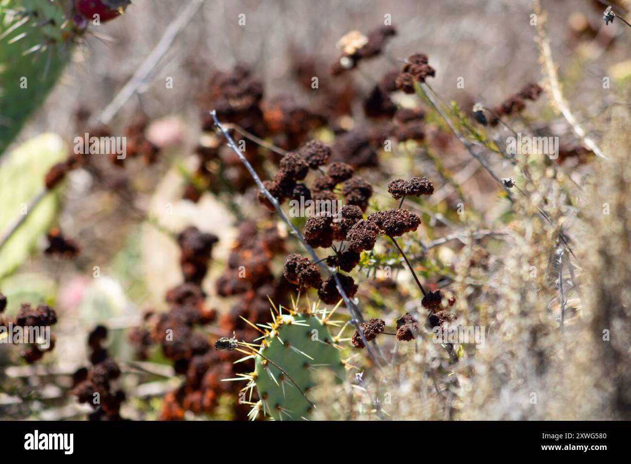 brown seed pods on cactus plant Stock Photo - Alamy