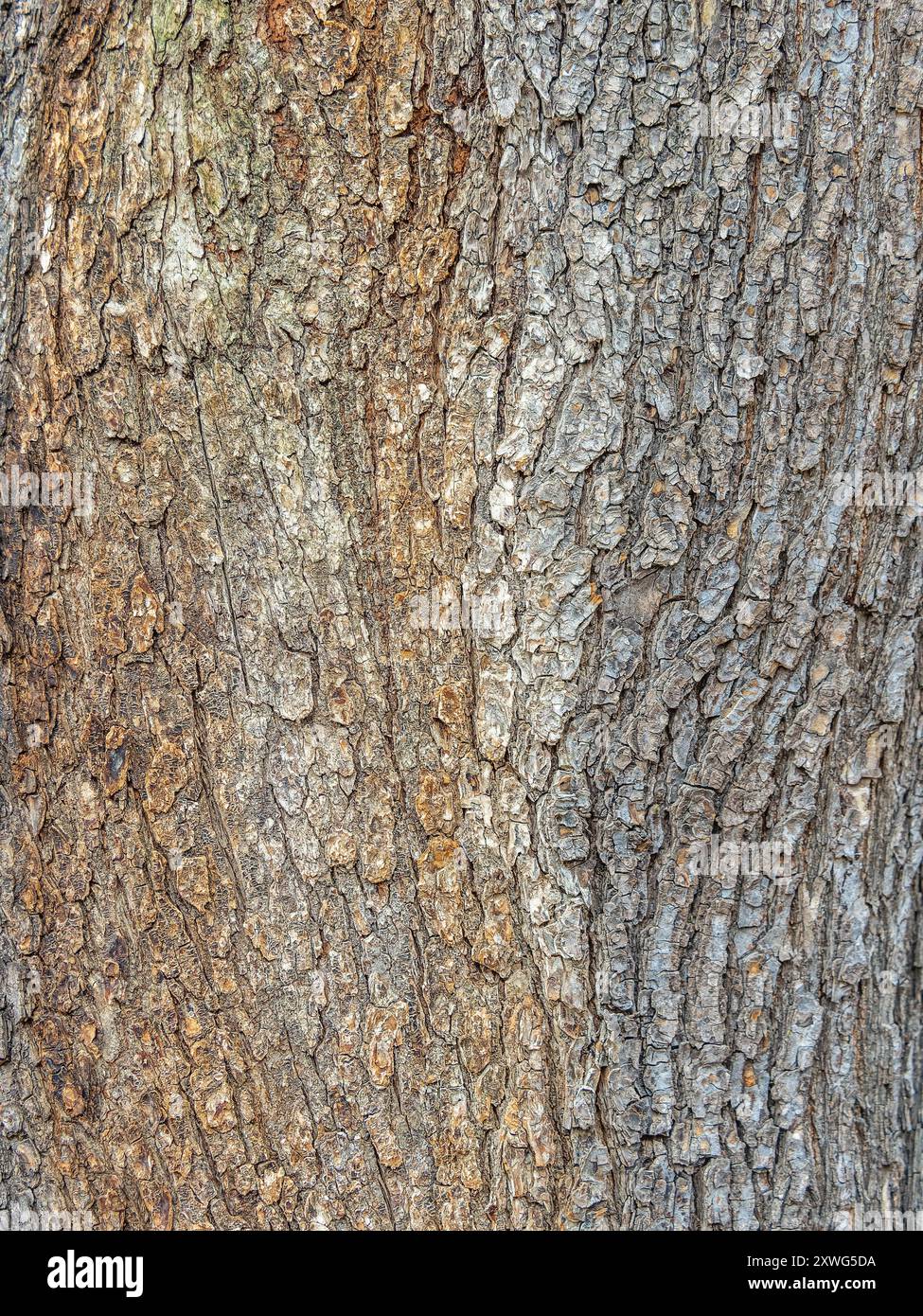 Bark texture and background of a old fir tree trunk. Detailed bark ...