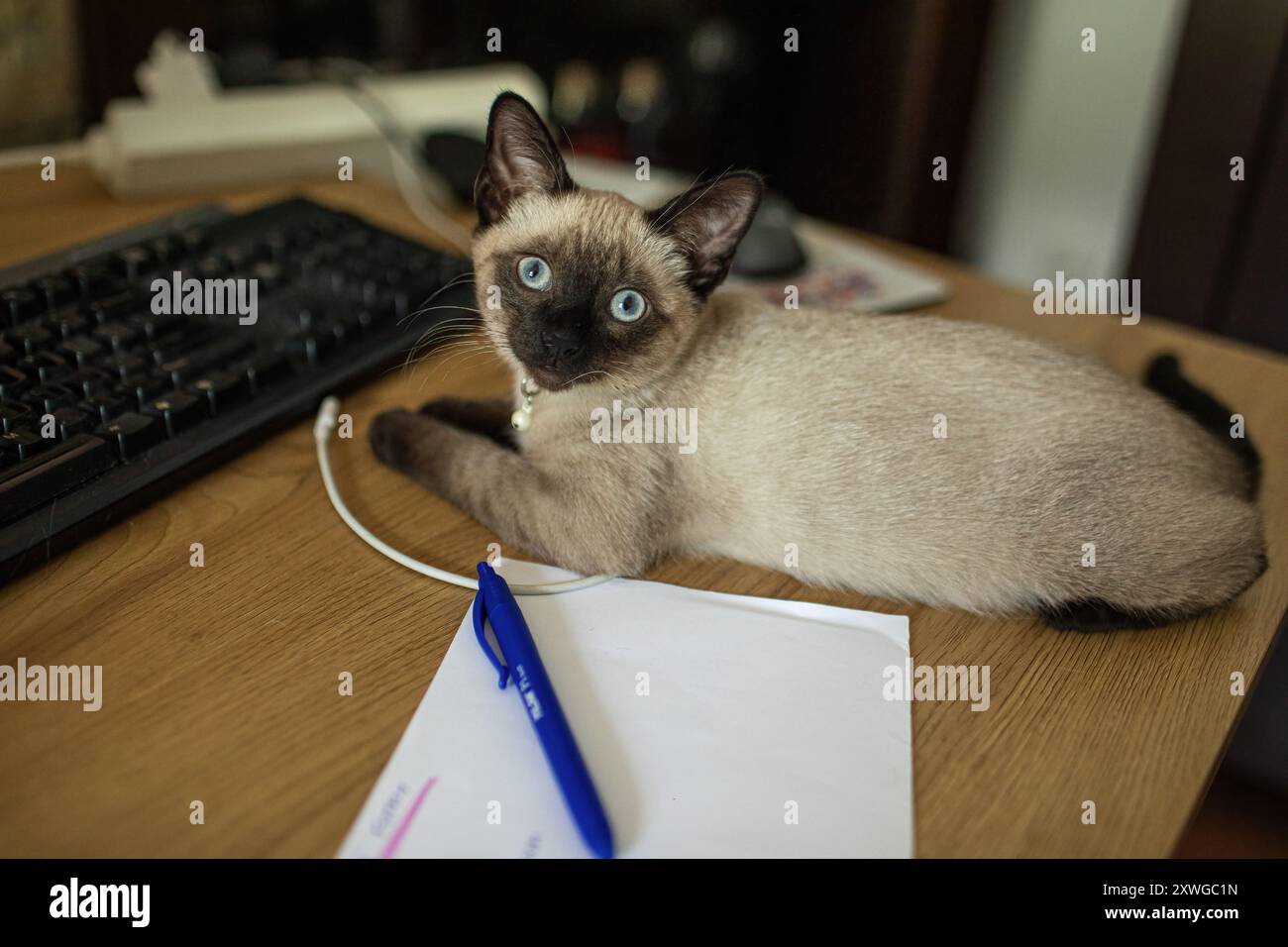 Siamese Computer Curious siamese cat lying on the desk by the computer Stock Photo - Alamy