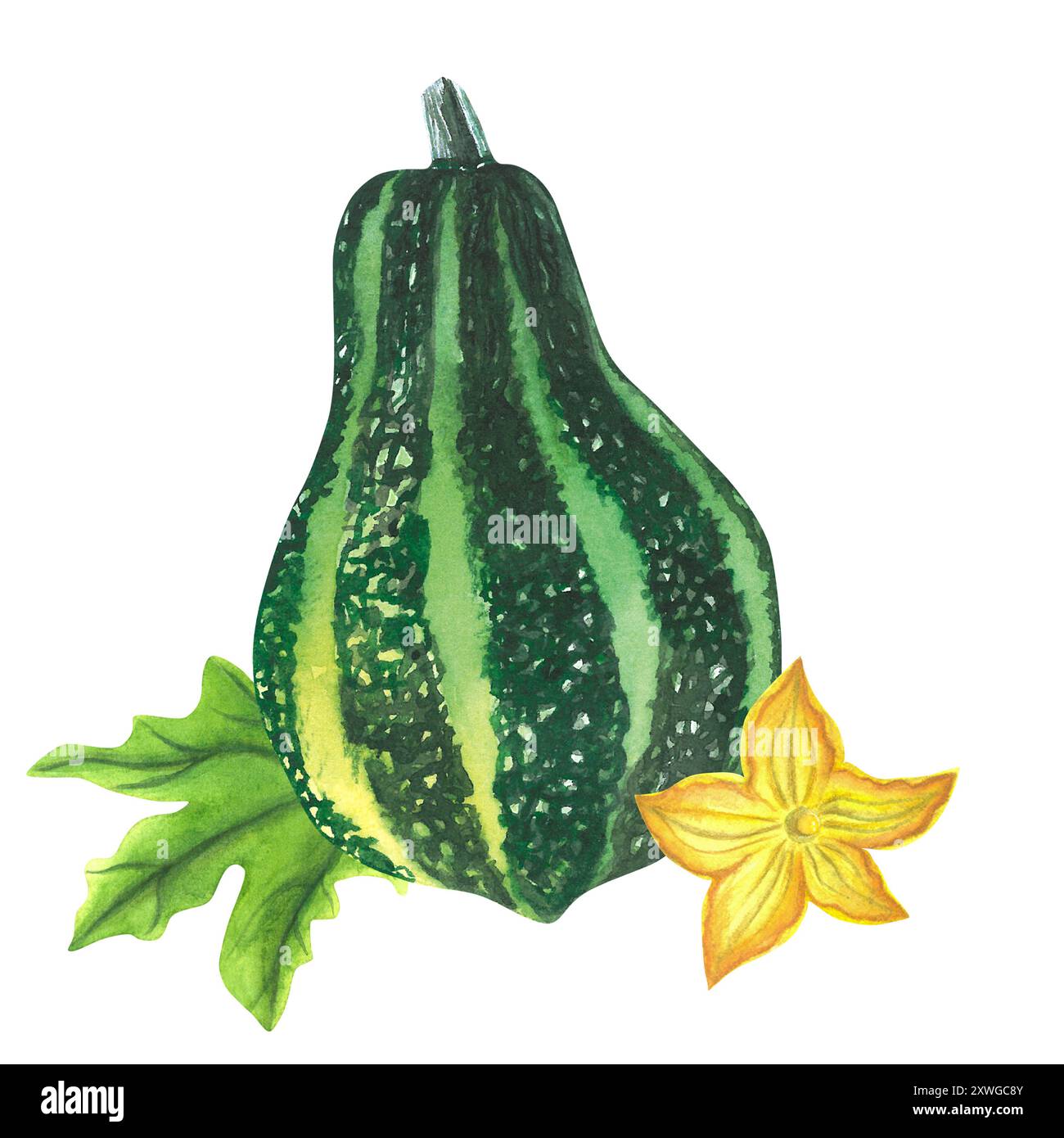 Pumpkin. Hand drawn isolated on white background. Watercolor ...