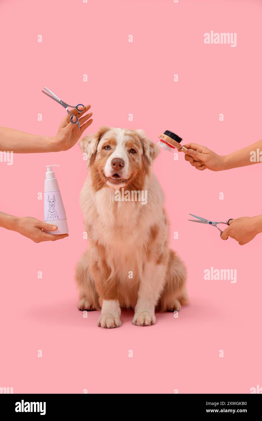 Australian shepherd accessories discount