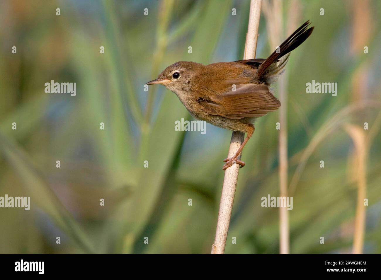 Cetti