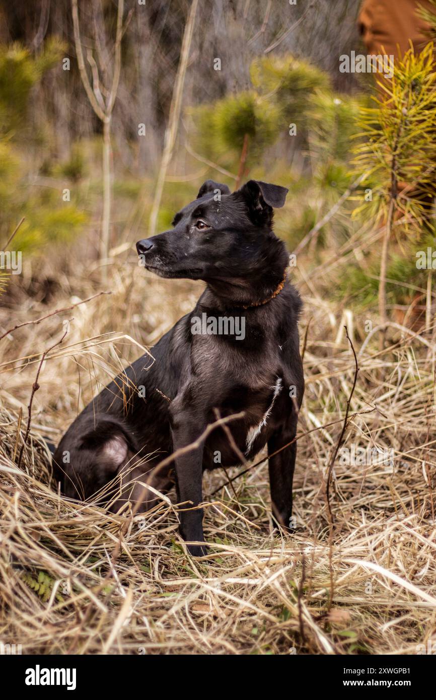 Outdoor dog photography hi-res stock photography and images - Alamy