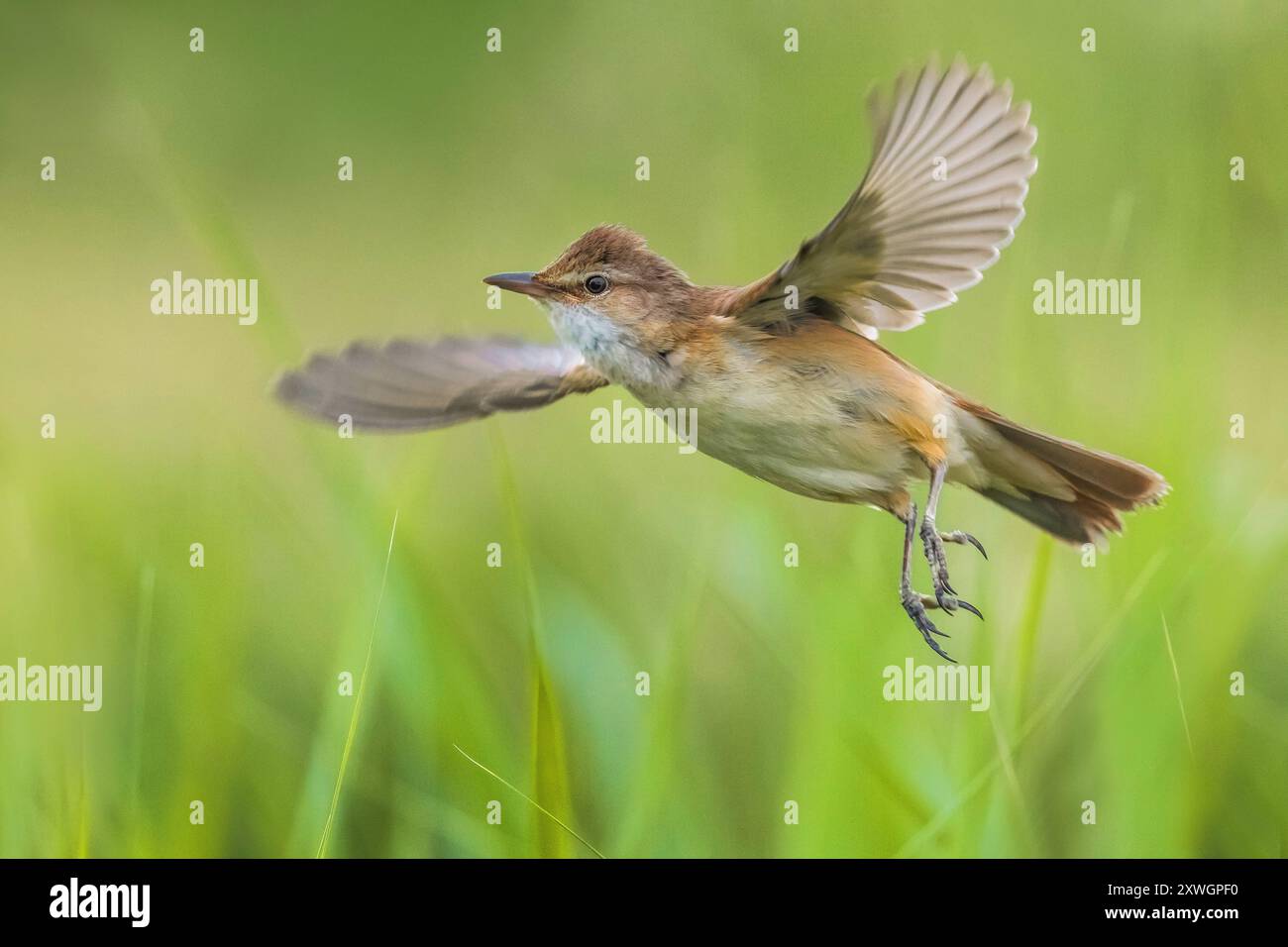 great reed warbler (Acrocephalus arundinaceus), in flight, Italy ...