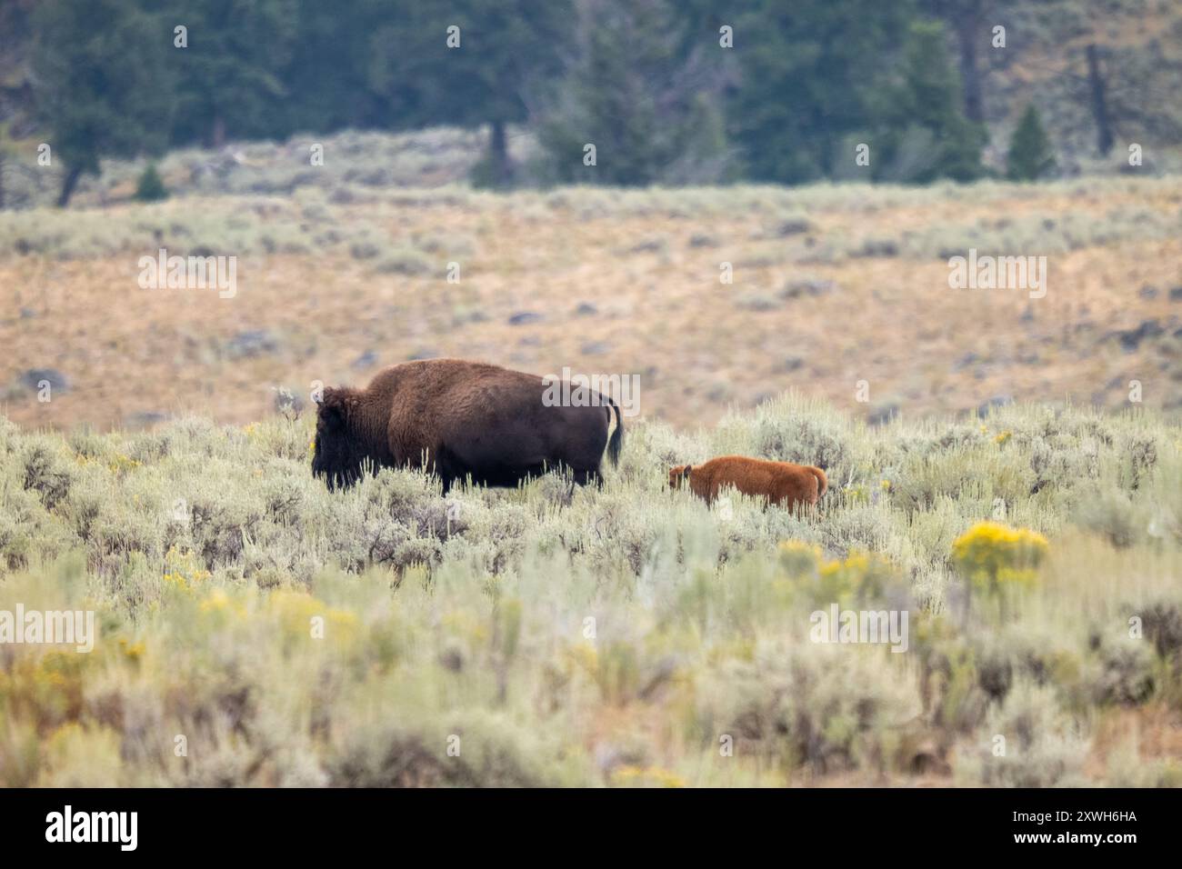A Bison and her Calf in Yellowstone National Park Stock Photo - Alamy