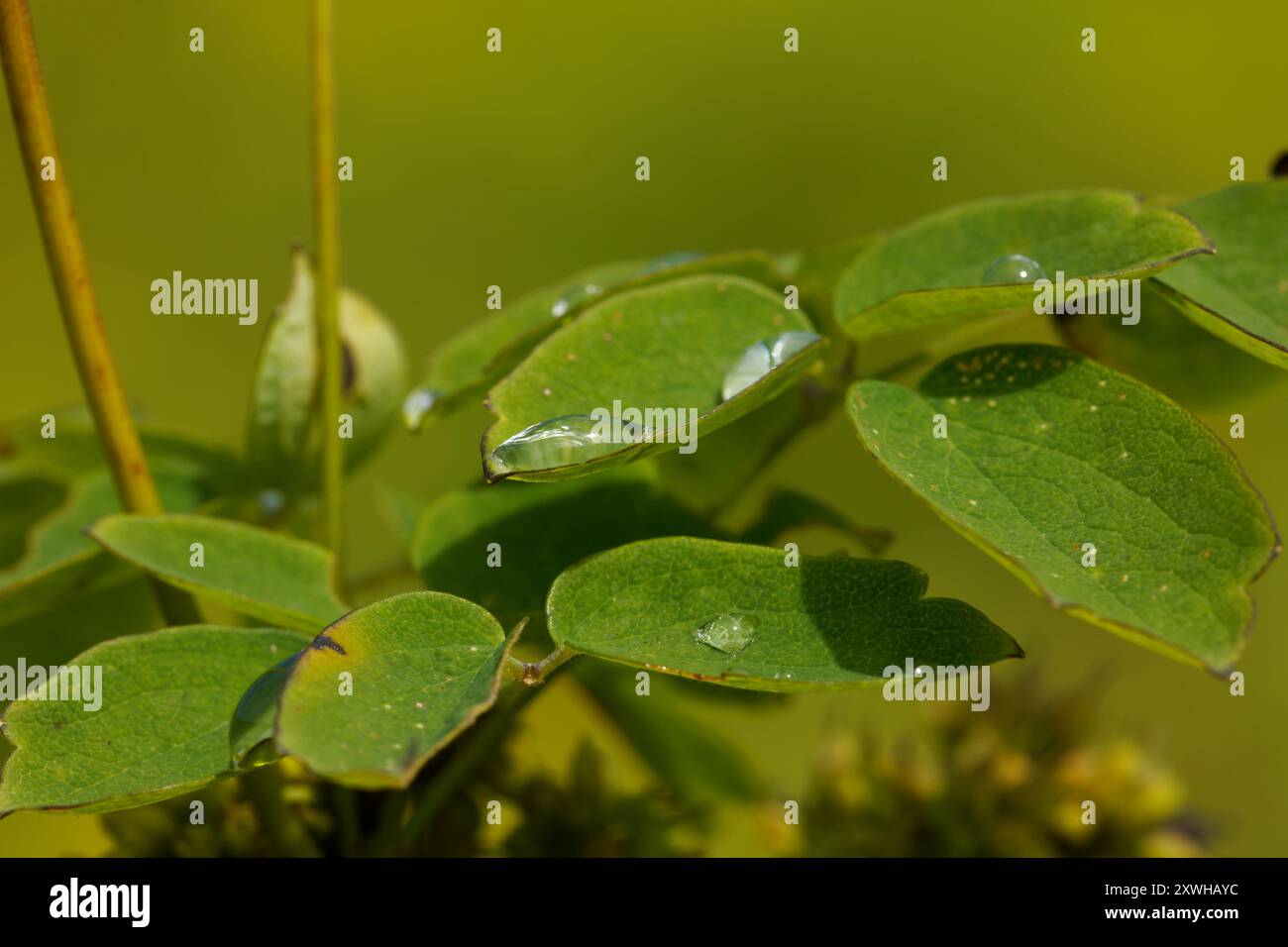 Small water drop on plant leaves. Quebec,Canada Stock Photo