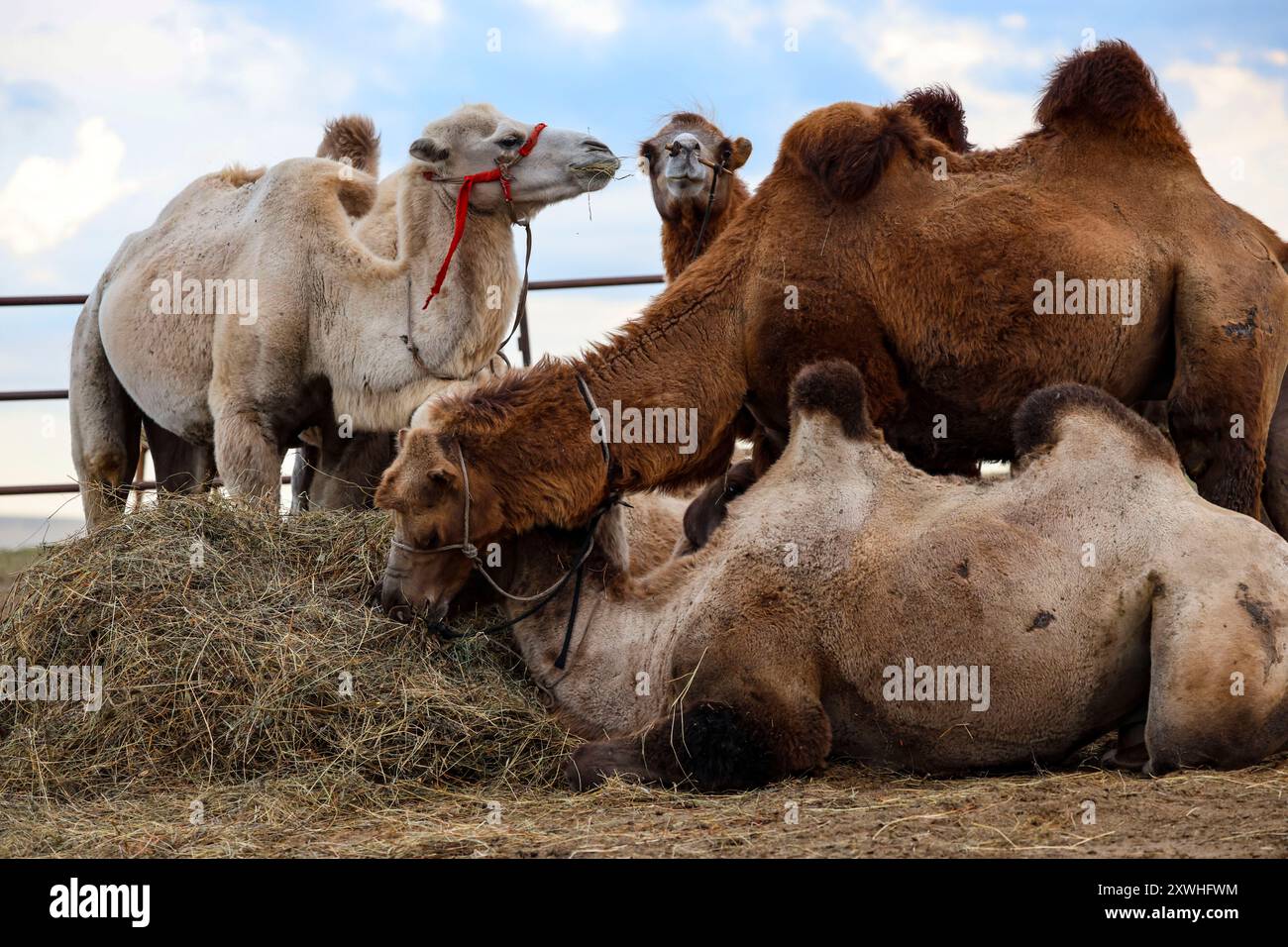Tungusi hi-res stock photography and images - Alamy