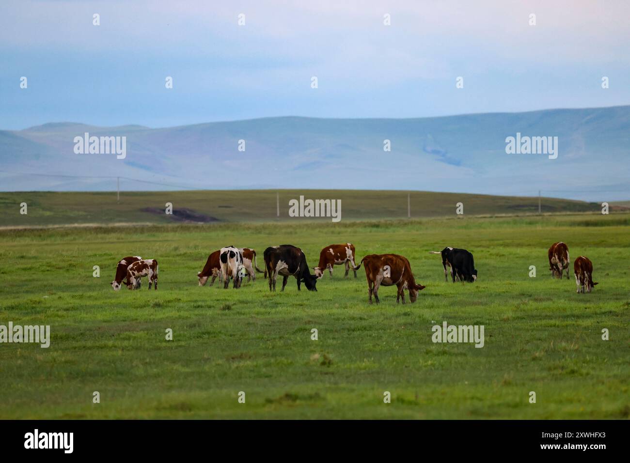 Tungusi hi-res stock photography and images - Alamy