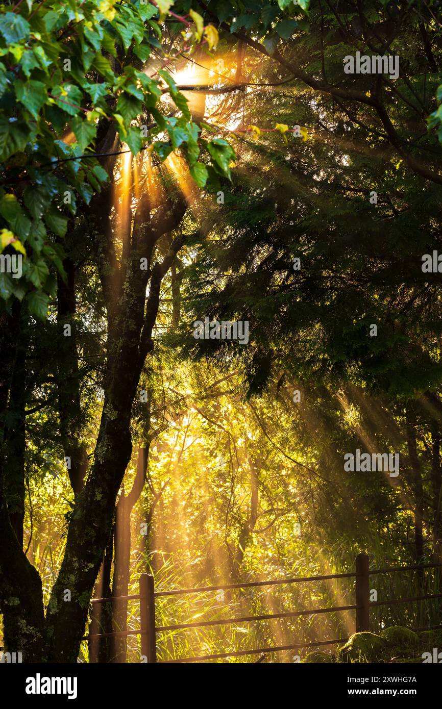 Sunny magical forest in rays hi-res stock photography and images - Alamy
