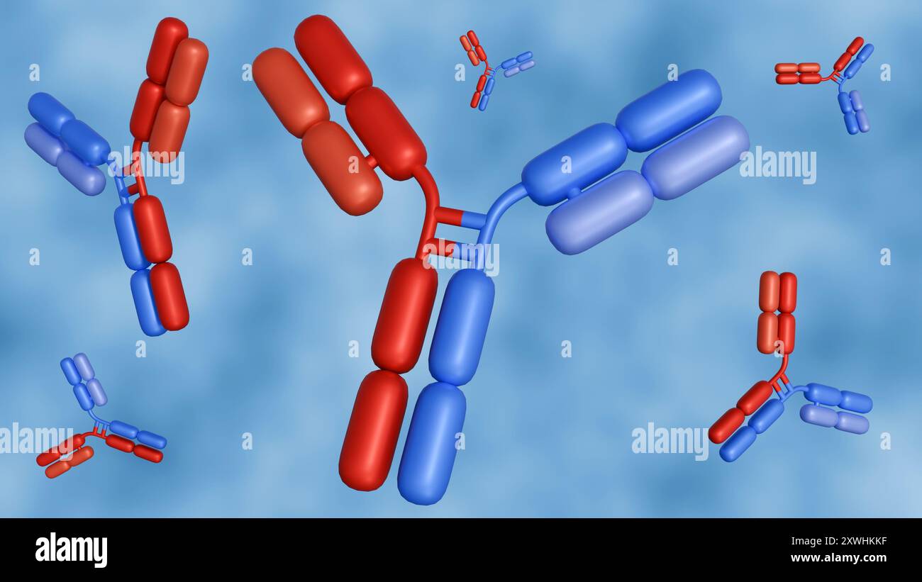 3d rendering of Bispecific antibodies or BsAbs have two distinct binding domains that can bind to two antigens or two epitopes of the same antigen sim Stock Photo