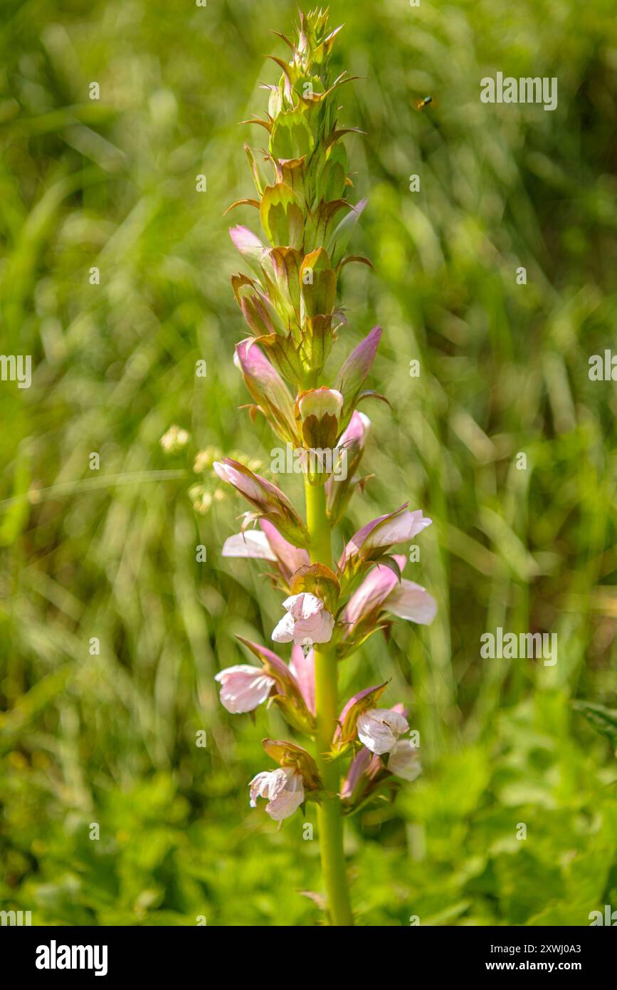 Acanthus mollis hi-res stock photography and images - Alamy
