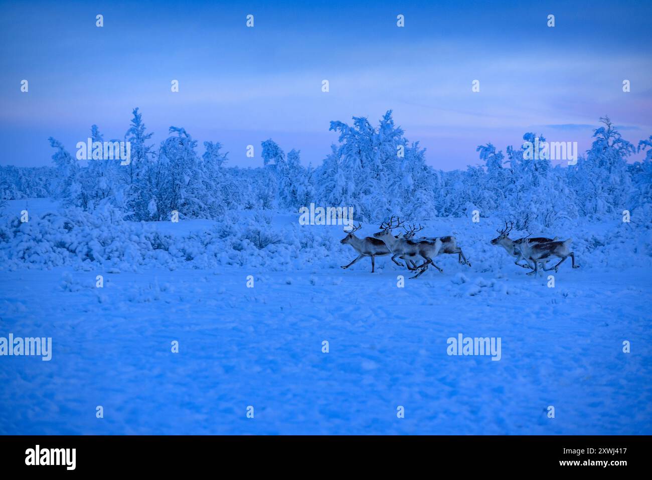 Reindeer running through meadows at sunset on the border between Finland and Norway (Kautokeino, Finnmark, Norway) Stock Photo