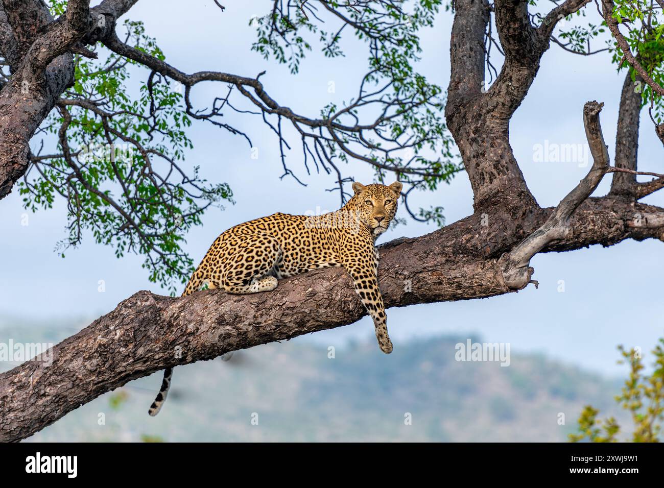 Leopard lying on large hi res stock photography and images Alamy Leopard lying on large hi res stock photography and images Alamy