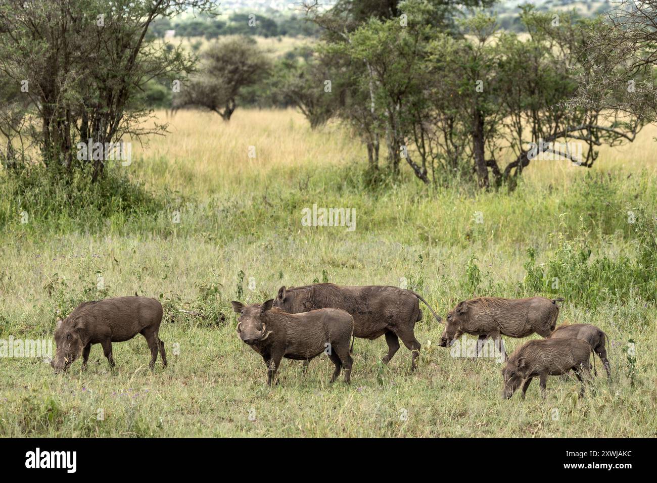 Warthog family, Central Serengeti Plains, Tanzania Stock Photo