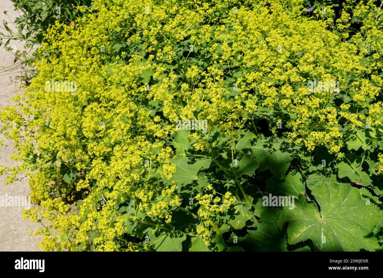 Perennials ladys mantle hi-res stock photography and images - Alamy