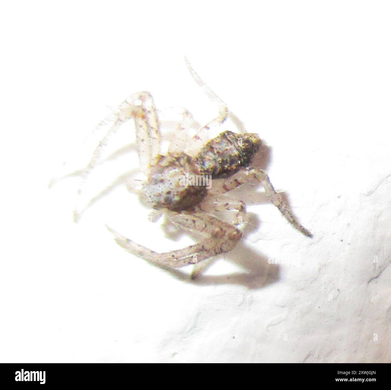 Crab Spiders (Thomisidae) Arachnida Stock Photo - Alamy