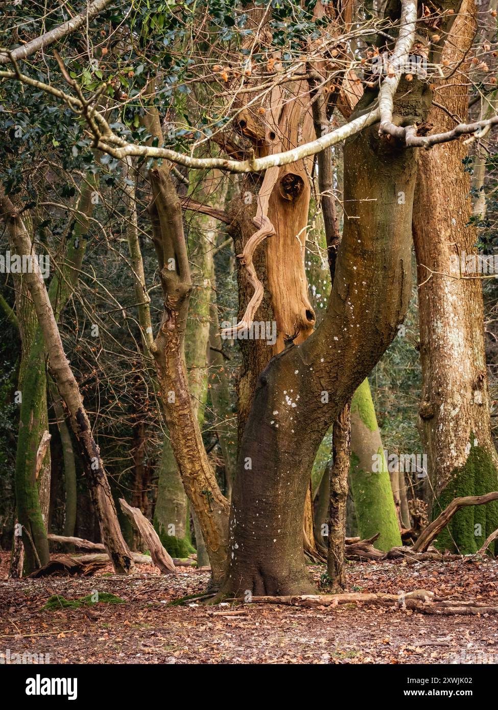 Wessex the new forest and hampshire hi-res stock photography and images ...