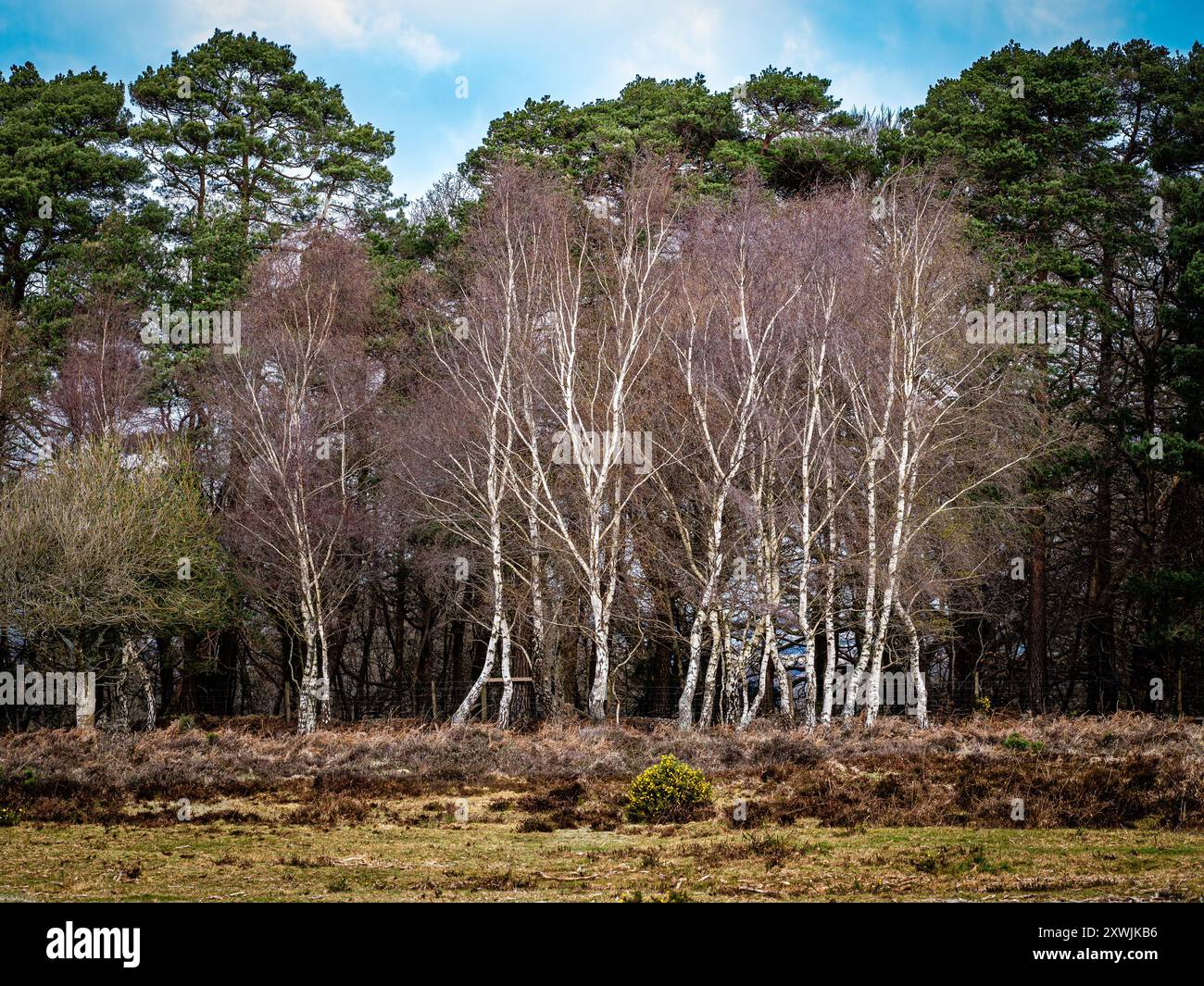 Fordingbridge new forest hi-res stock photography and images - Alamy