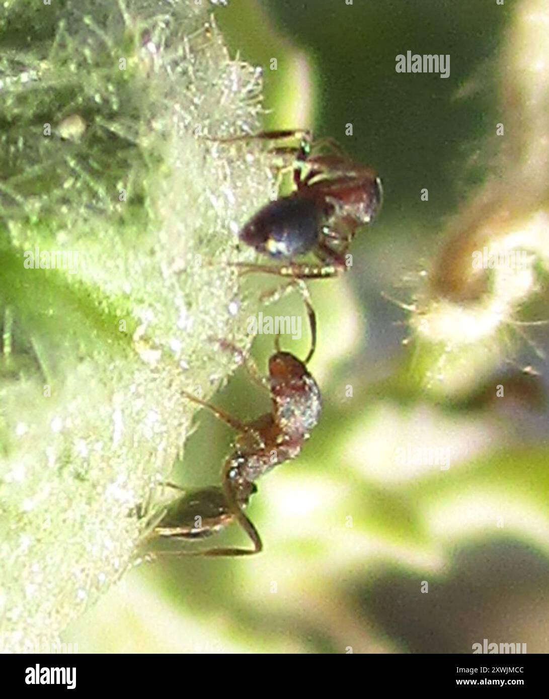 Timid ants hi-res stock photography and images - Alamy