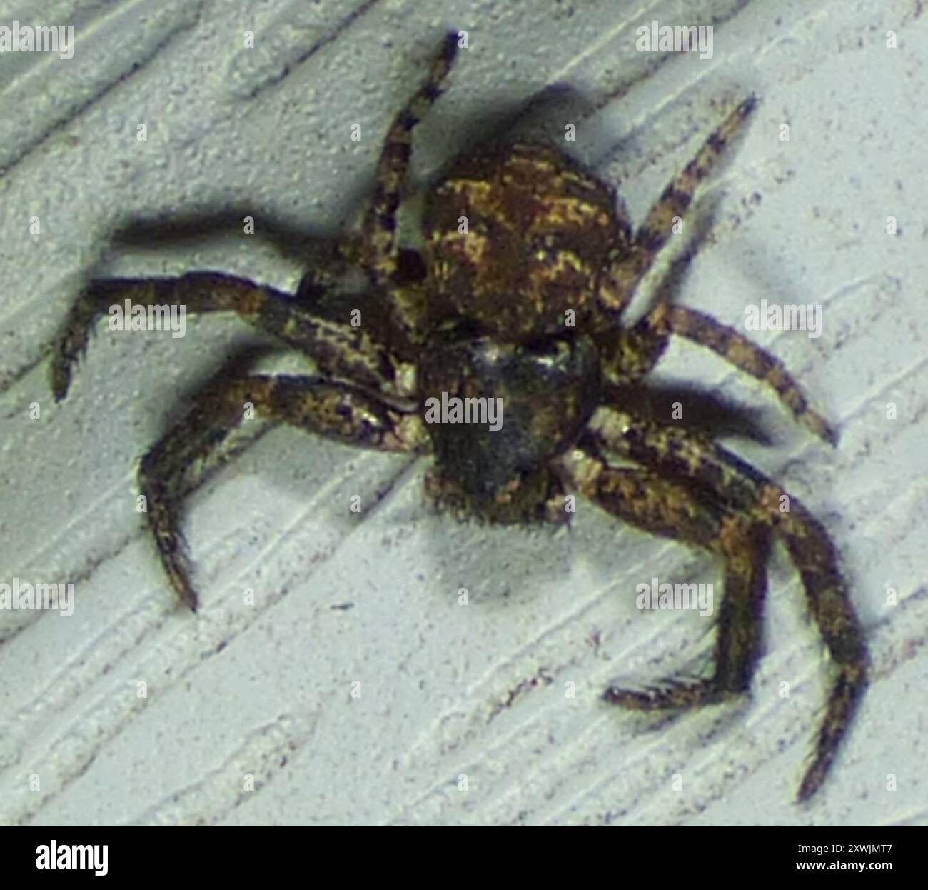 Crab Spiders (Thomisidae) Arachnida Stock Photo - Alamy