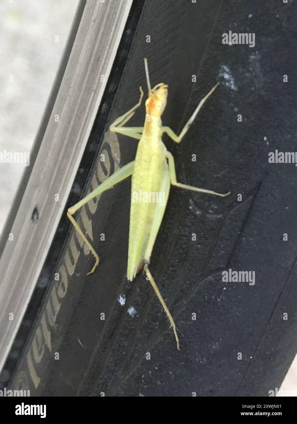 Common Tree Crickets (Oecanthus) Insecta Stock Photo - Alamy