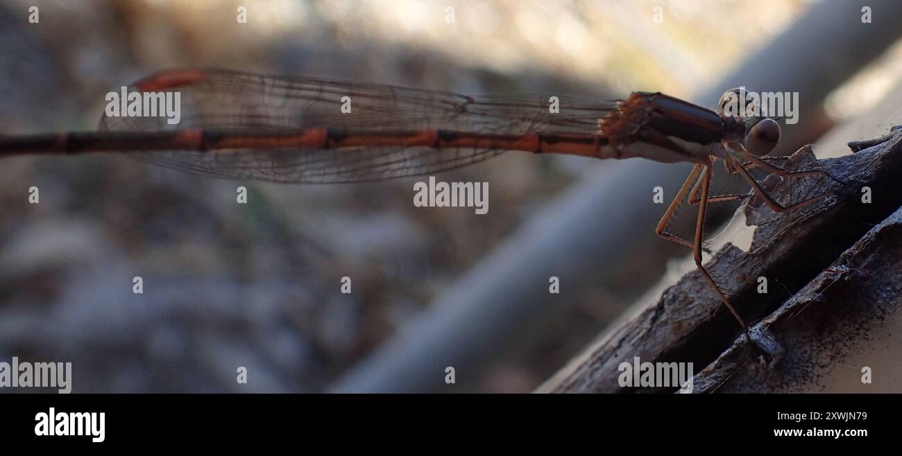 Slender Ringtail (Austrolestes analis) Insecta Stock Photo - Alamy