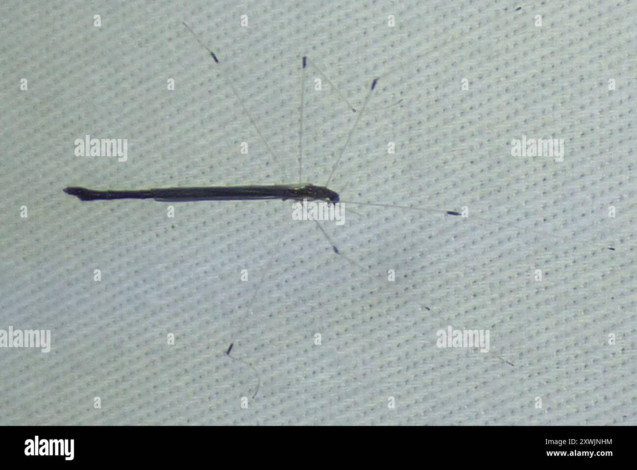 Thread legged bugs hi-res stock photography and images - Alamy