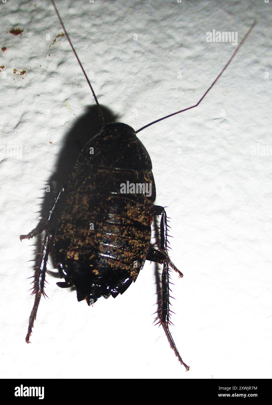 Cockroaches and Termites (Blattodea) Insecta Stock Photo - Alamy