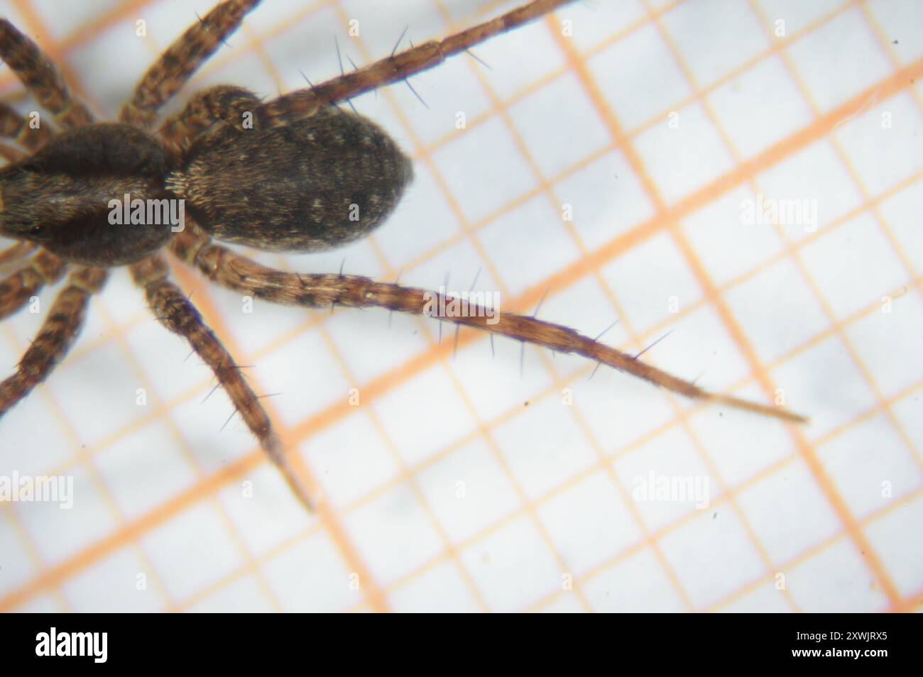 Common Forest Wolf Spider Complex (Pardosa lugubris) Arachnida Stock