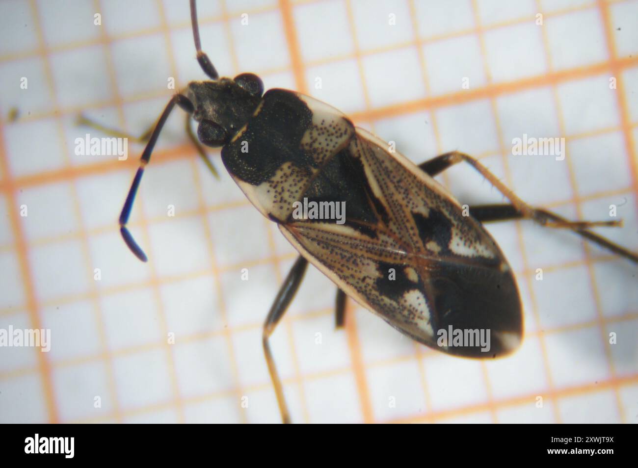 bright-spotted groundbug (Rhyparochromus vulgaris) Insecta Stock Photo ...