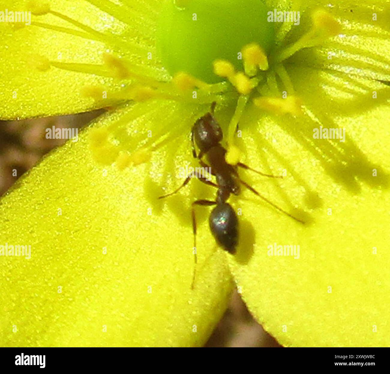 Timid ants hi-res stock photography and images - Alamy