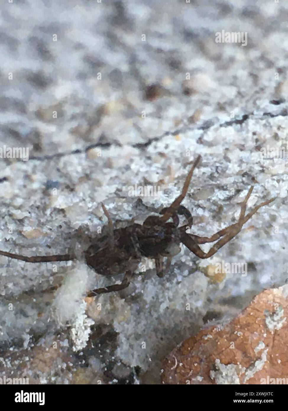 Common Forest Wolf Spider Complex (Pardosa lugubris) Arachnida Stock