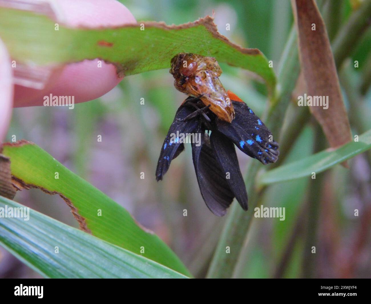 Atala (Eumaeus atala) Insecta Stock Photo - Alamy