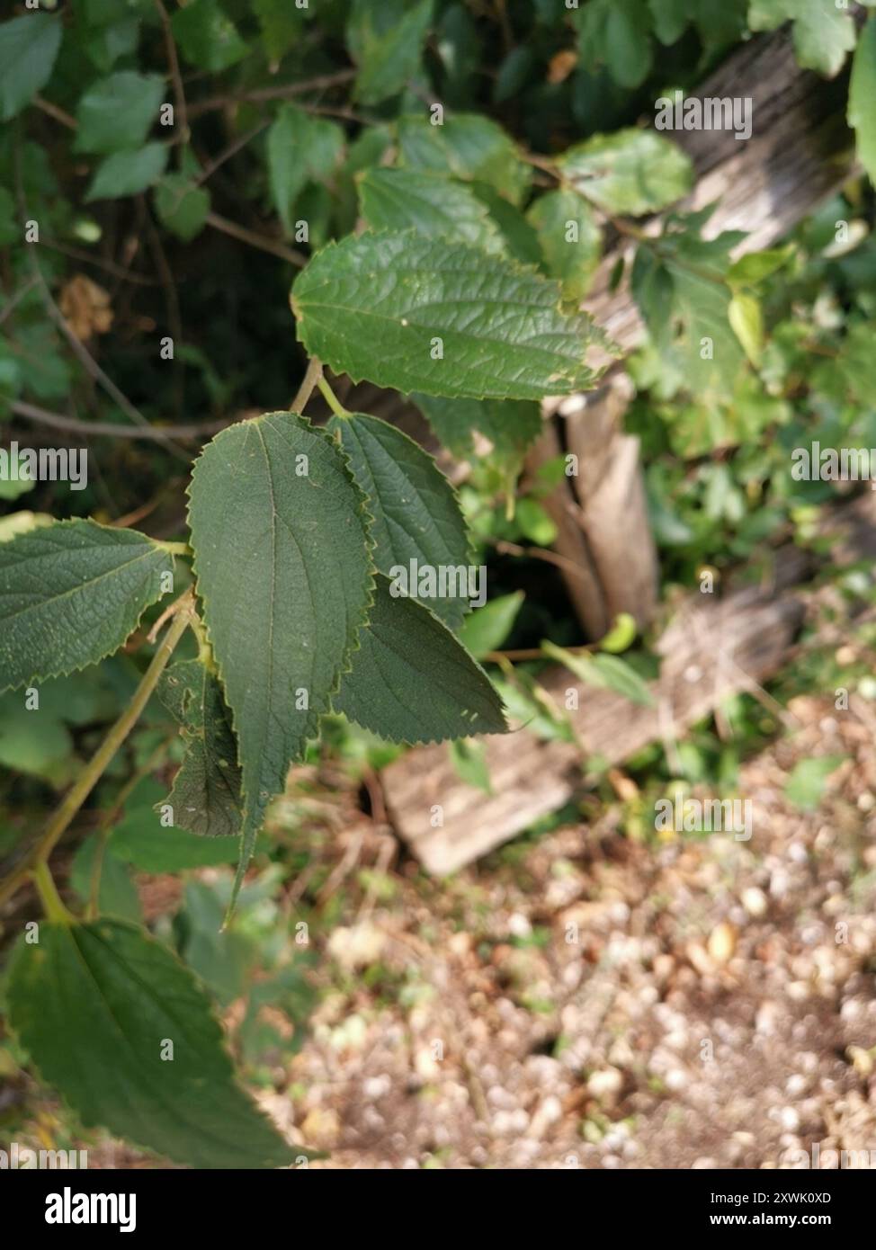 Netilda Tree Nettle tree (Celtis australis) Plantae Stock Photo - Alamy