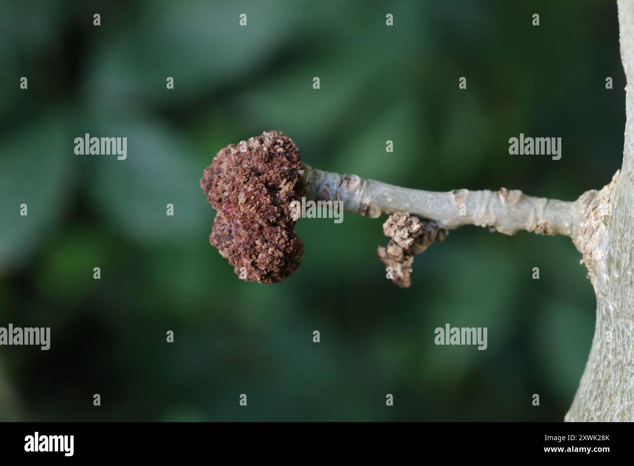 Ash Key Gall Mite (Aceria fraxinivora) Arachnida Stock Photo - Alamy
