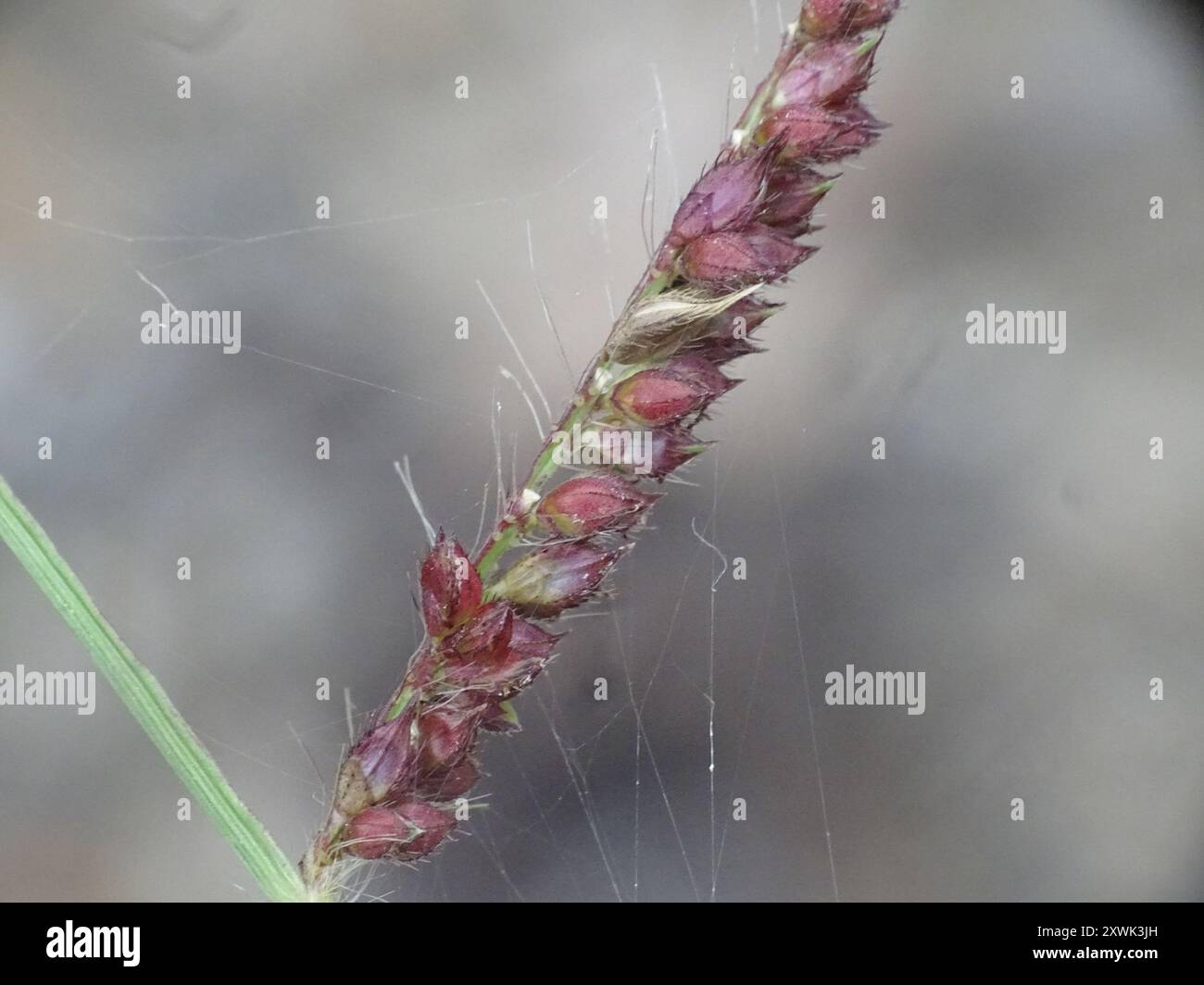 barnyardgrass (Echinochloa crus-galli) Plantae Stock Photo - Alamy