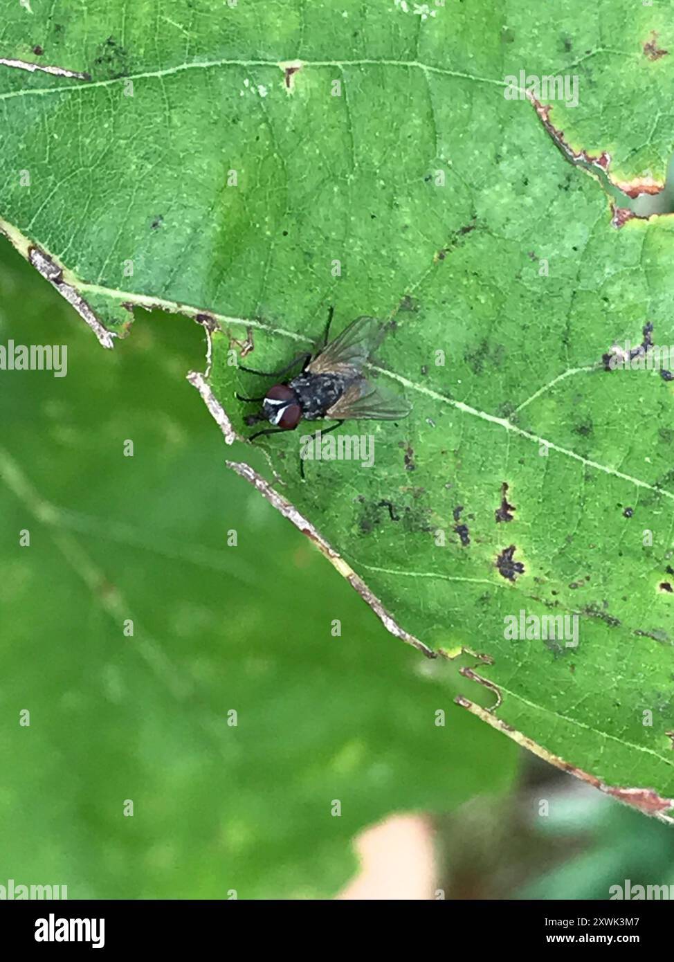 Common House Fly (Musca domestica) Insecta Stock Photo - Alamy