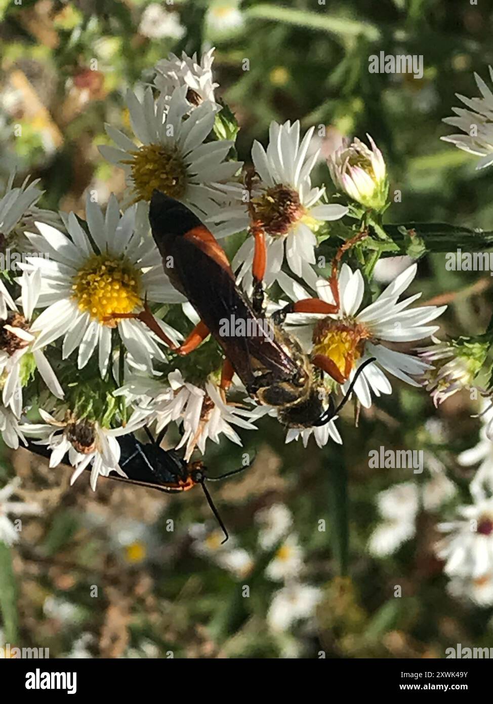 Great Golden Digger Wasp (Sphex ichneumoneus) Insecta Stock Photo - Alamy