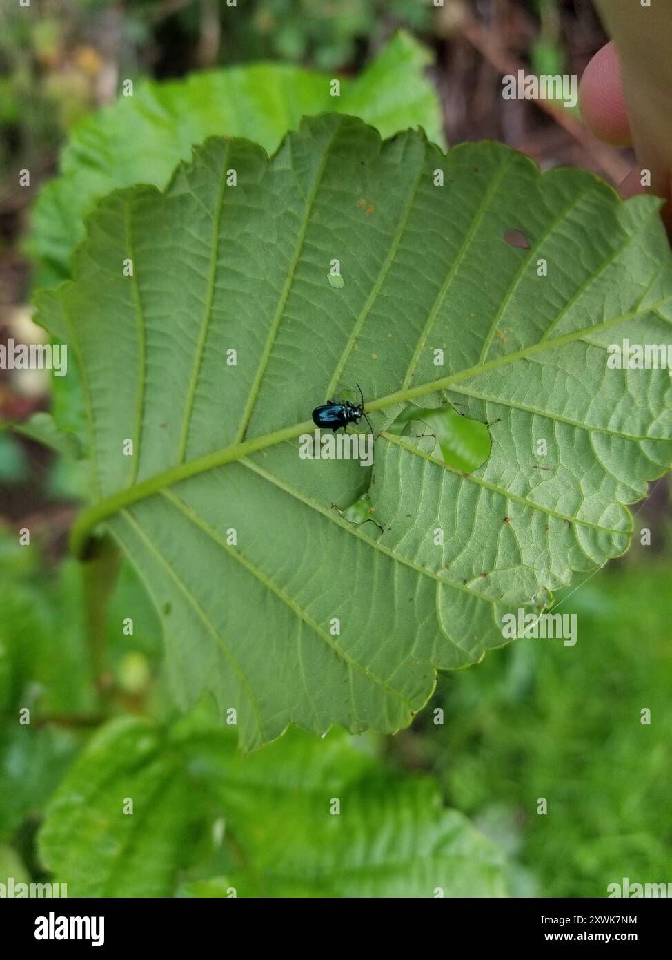 Altica beetle hi-res stock photography and images - Alamy