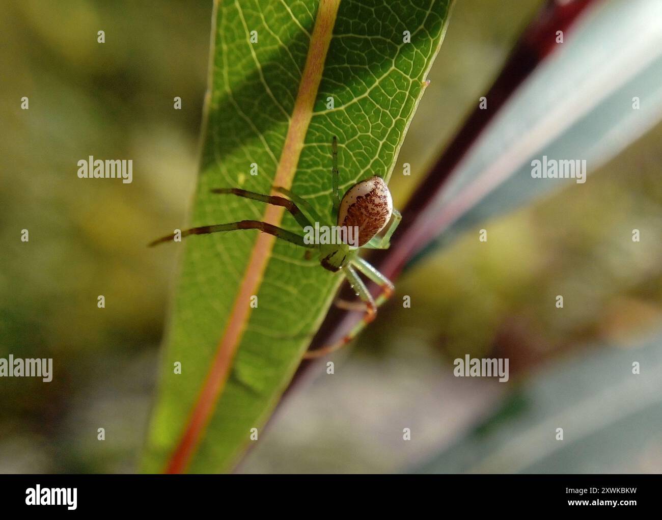 Eurasian Green Crab Spider (Diaea dorsata) Arachnida Stock Photo - Alamy