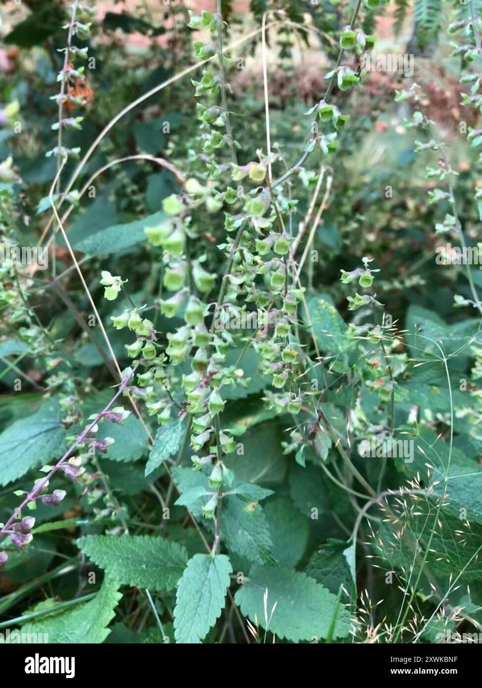 Woodland Germander [Teucrium Scorodonia] Übersetzung – TEXQWE