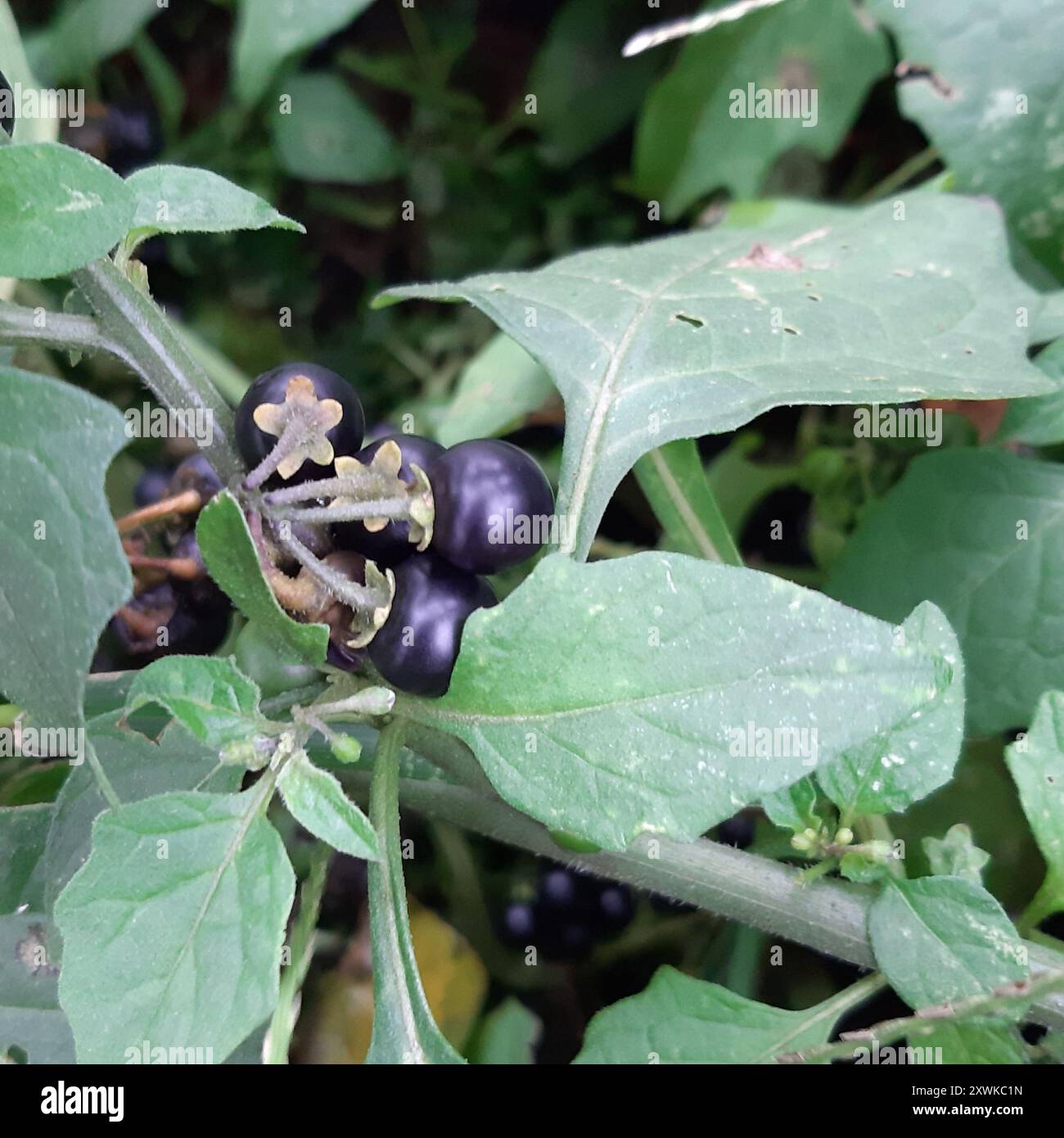 black nightshade (Solanum nigrum) Plantae Stock Photo - Alamy